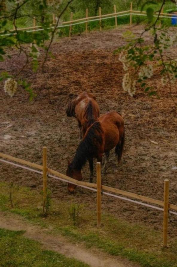 Loss of Use Breeding Insurance